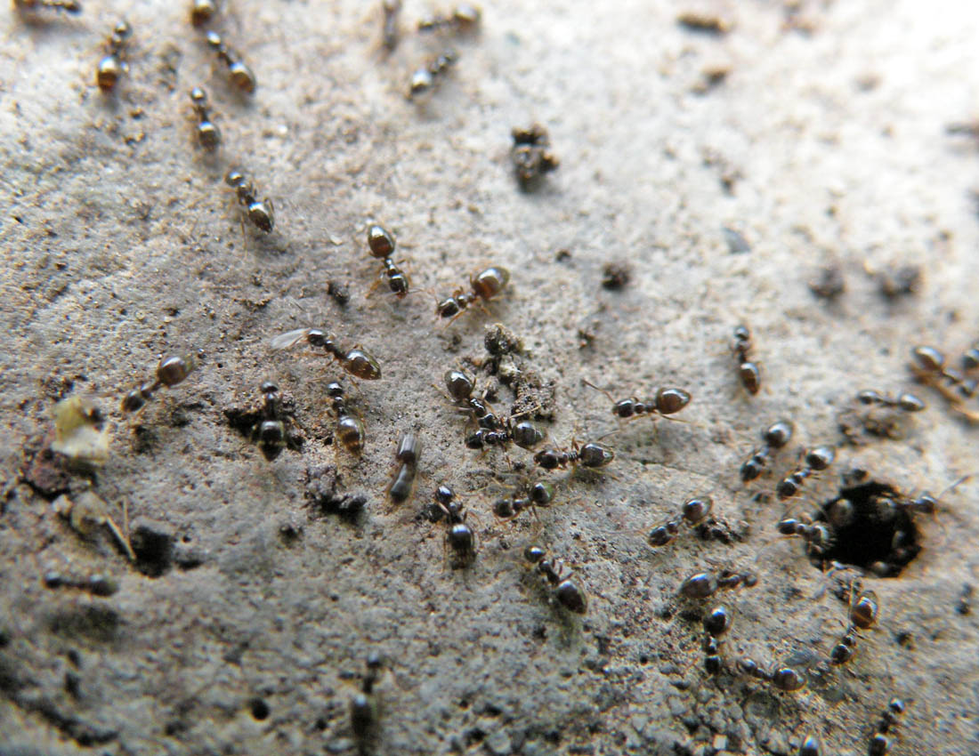Formiche millimetriche: Plagiolepis sp.